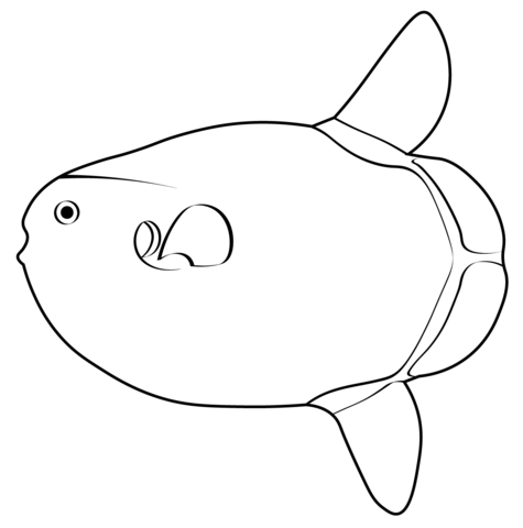 Hoodwinker Sunfish (Mola Tecta) Coloring Page